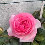 In Campagna