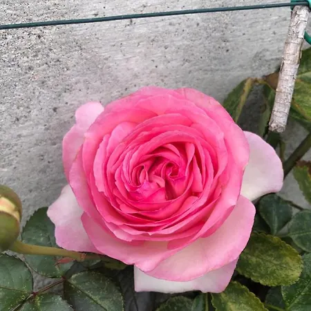 In Campagna