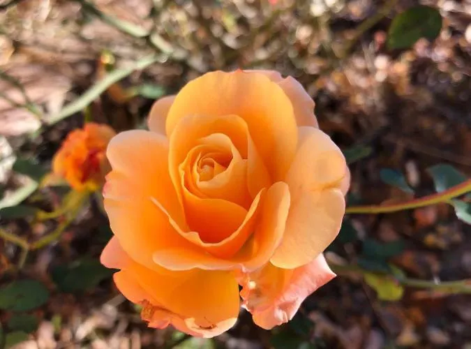 In Campagna 게스트하우스