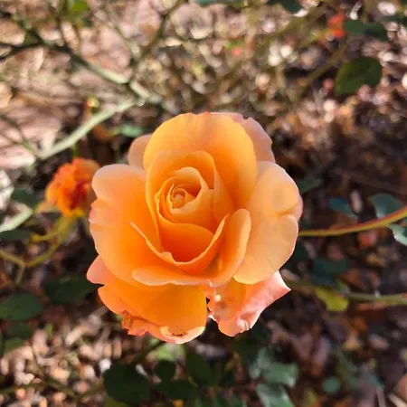 In Campagna Maison d'hôtes